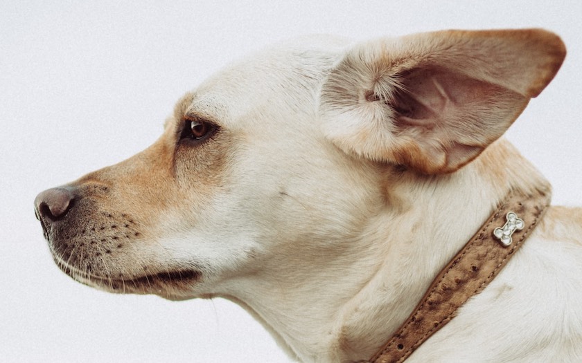 گوش دادن اجتماعی | یک سگ در حال دقت کردن